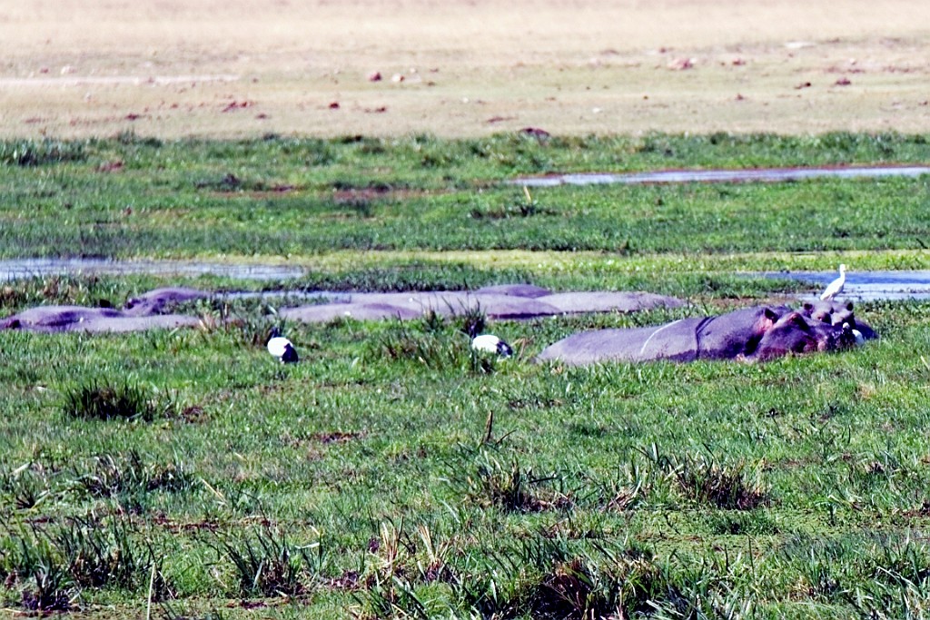 Kenia (235).jpg